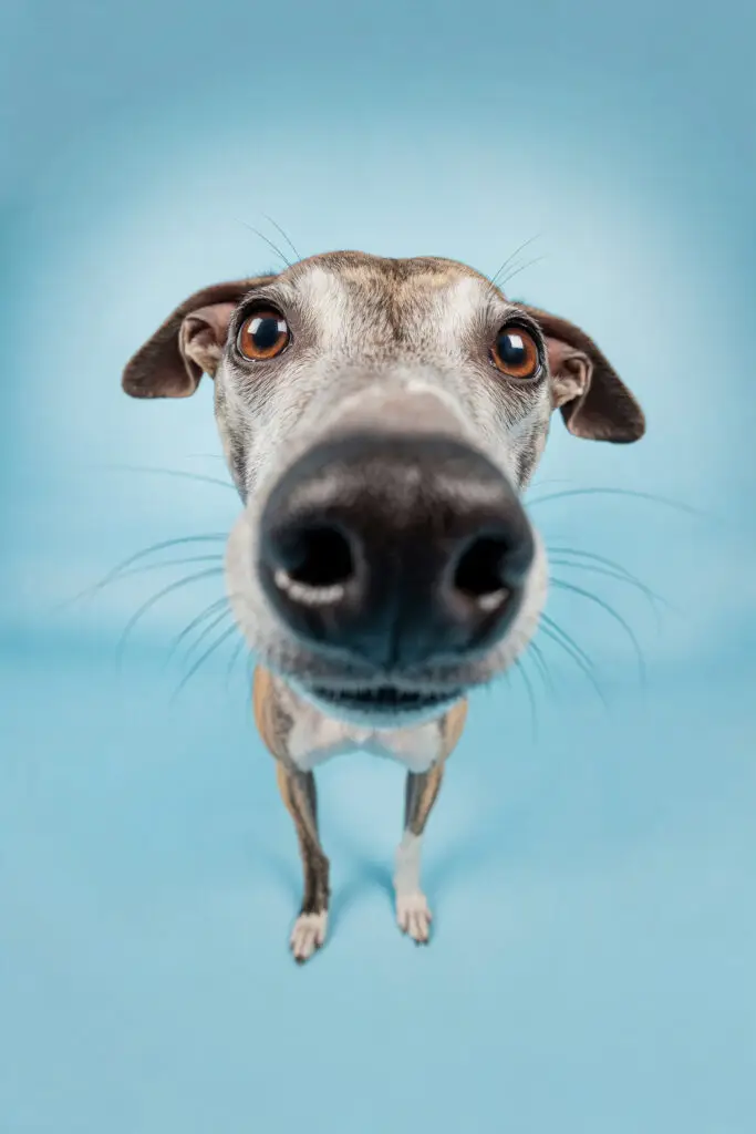 doggy that is curious about journey with no money